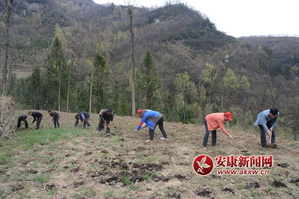 旬阳:合作社给贫困户发工资了 - 安康新闻网