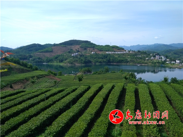 湖映茶园春色美 汉滨区流水镇 李兆鹏 摄
