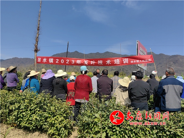 必威betway官方网站|平山绫|洄水镇开展茶叶春管技术培训 - 安康新闻网 (2023-05-23)