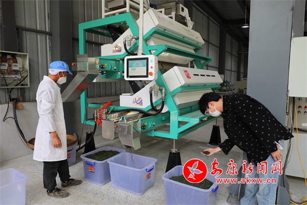 雷火竞技焕古镇3万亩茶园奏响增收“茶乐章”  安康新闻网(图2)