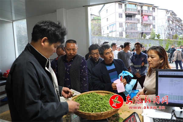 雷火竞技焕古镇3万亩茶园奏响增收“茶乐章”  安康新闻网(图3)