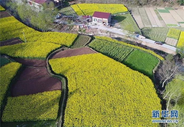 3月22日拍摄的汉阴县平梁镇三坪村盛开的油菜花(无人机拍摄).