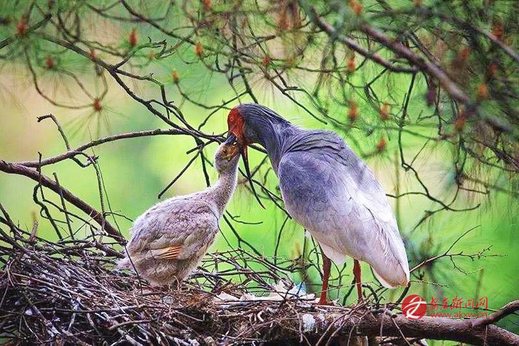 朱鹮哺育幼鸟