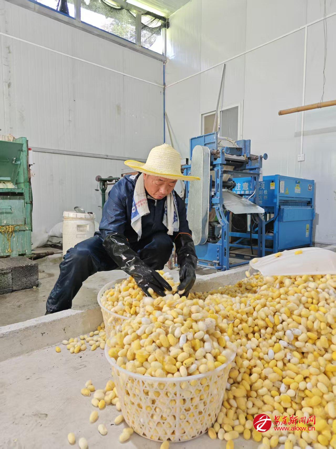 旬阳市兴亿蚕桑农民专业合作社内工人分拣蚕茧。 王兴隆 摄