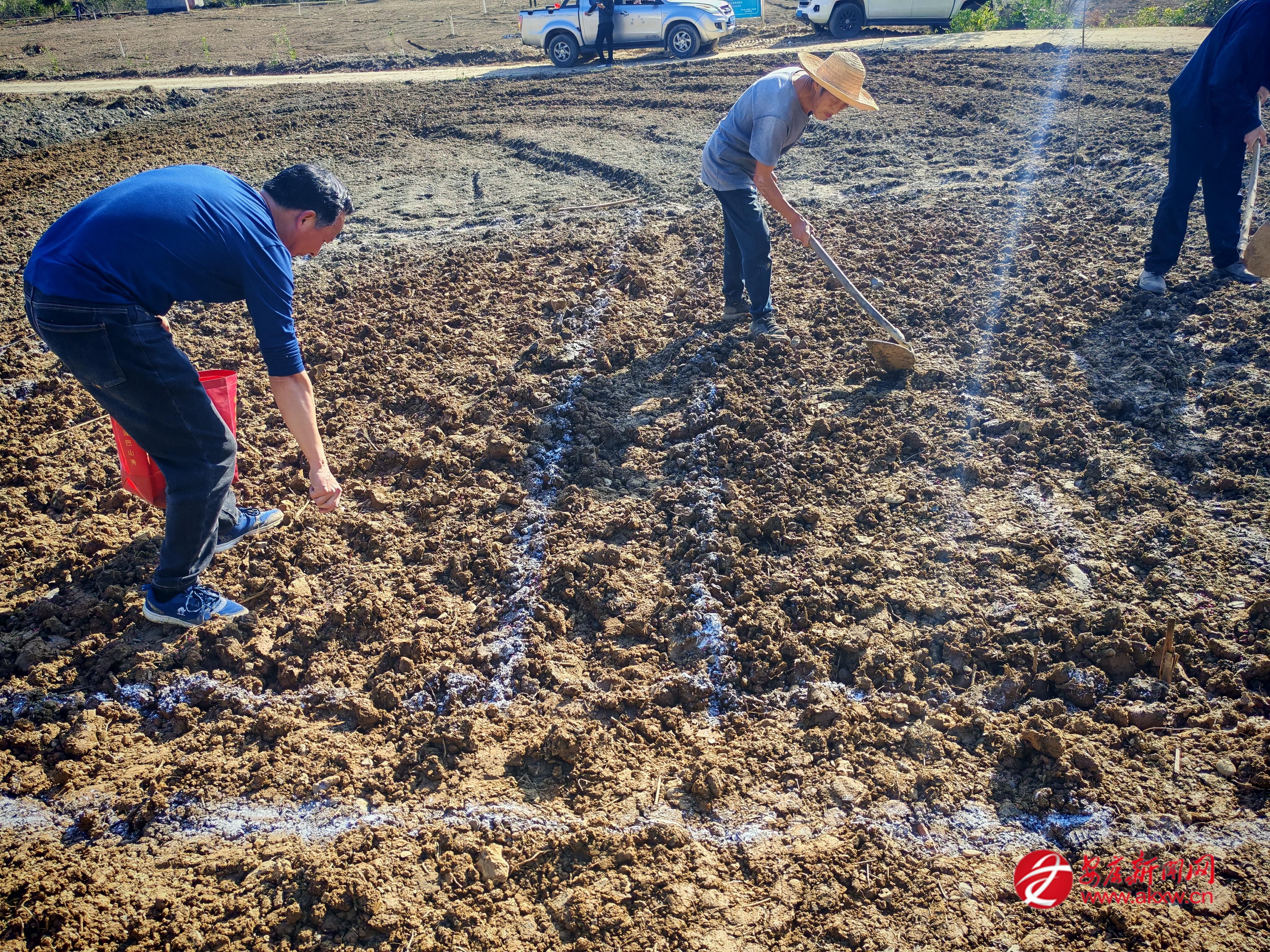 我市农技服务团队通过田间课堂,现场示范施肥实操技巧。 李婉钰 摄