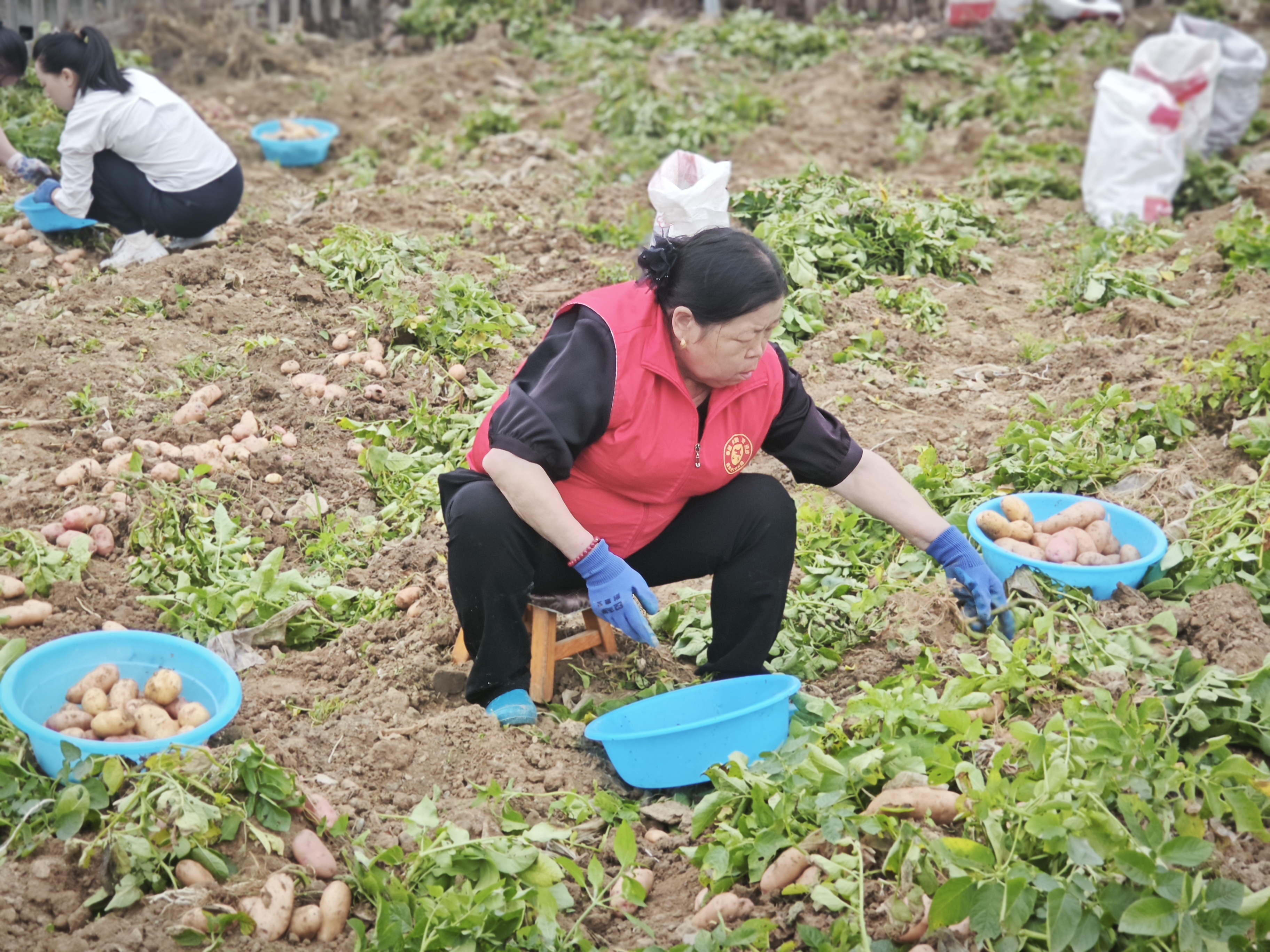 池河镇西苑社区居民采收土豆。