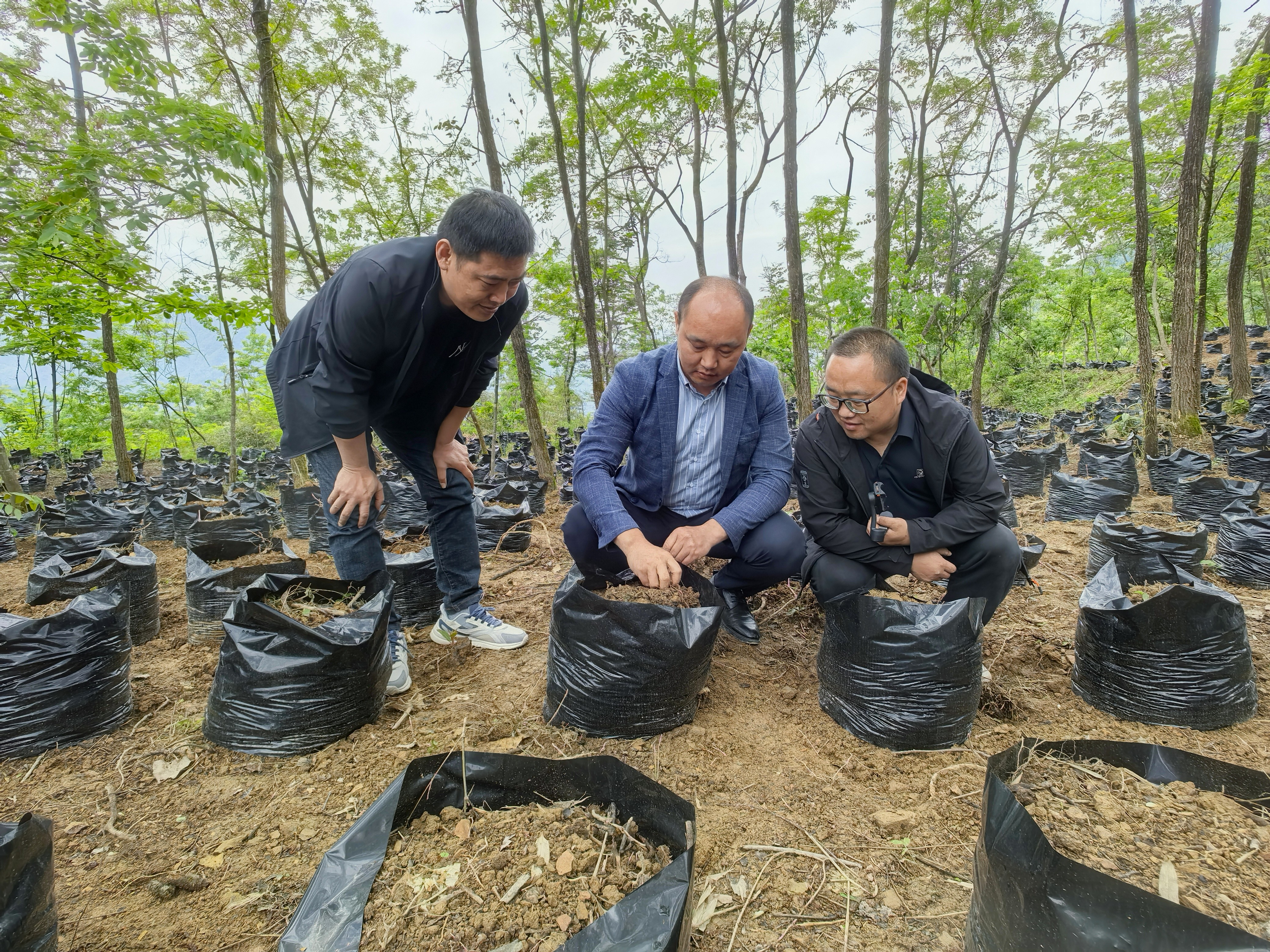 周开波(中)查看林下盆栽魔芋的生长情况 张天兵 摄