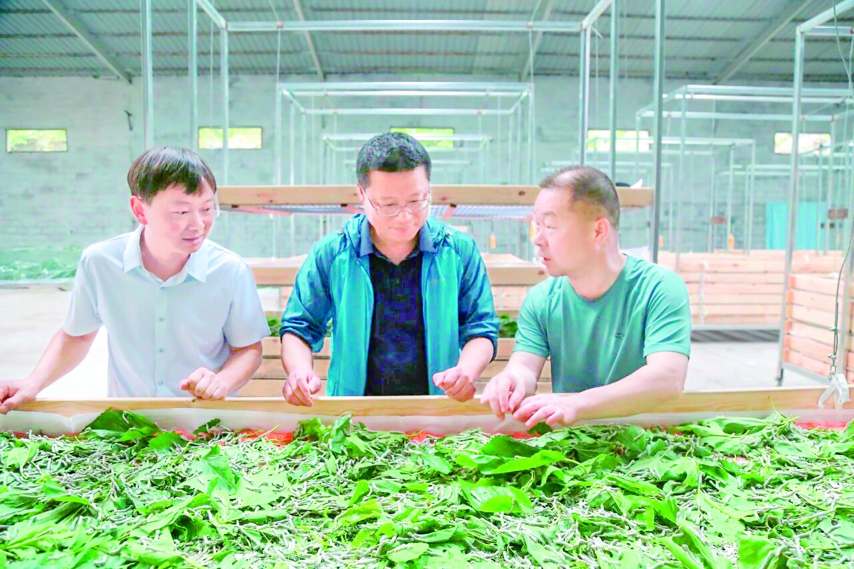 农业部门技术人员仔细查看蚕苗进食与生长状态 柯贤芳 摄