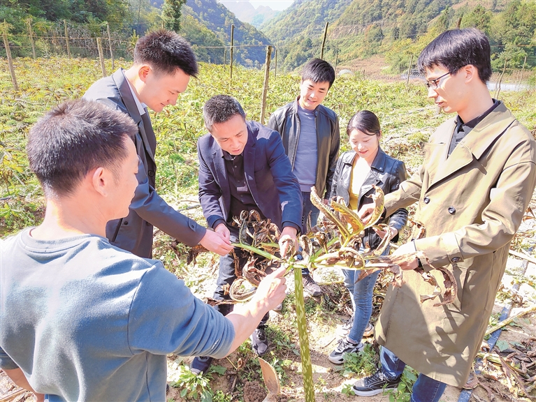 科研团队在地头仔细排查病虫害,为科学防治把脉。