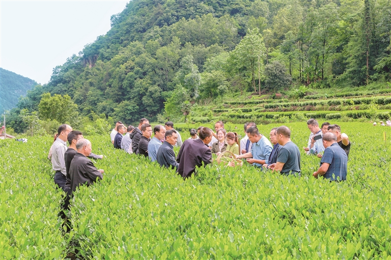 专家团队在茶园为种植户科普防控知识