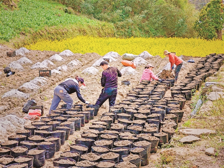 村民正在进行盆栽魔芋种植