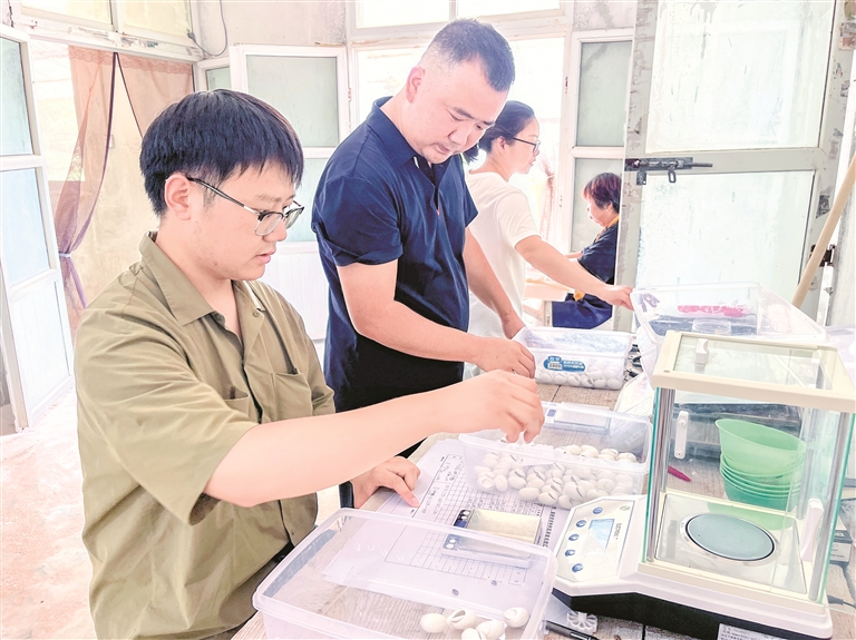 工作人员遴选优质种茧