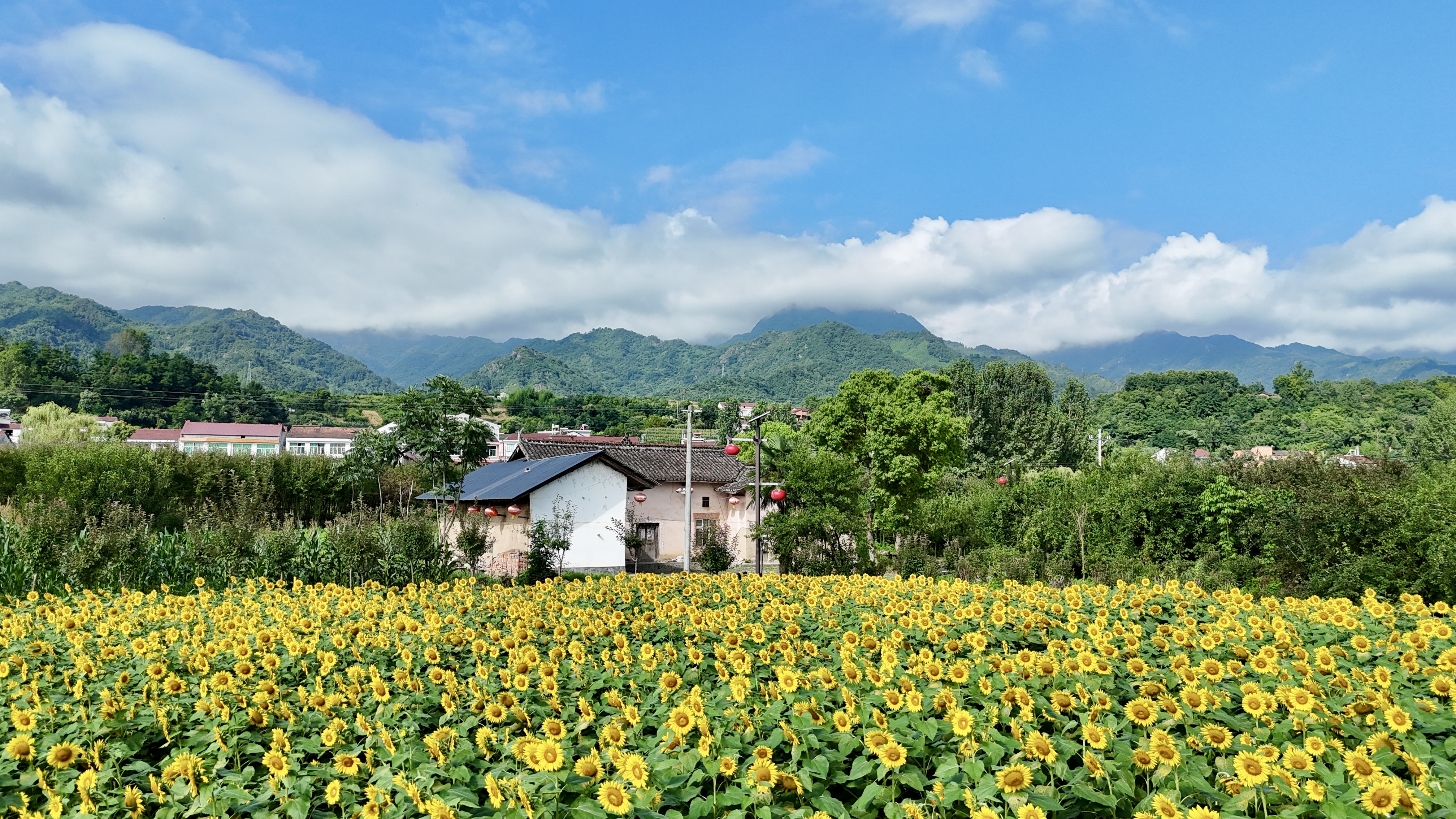 美丽乡村一步一景