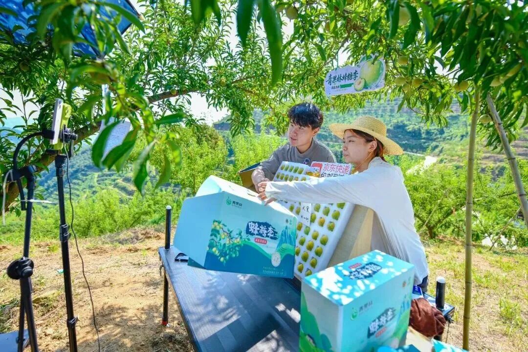 主播们在石泉的果园里直播带货蜂糖李,消费者足不出户即可下单尝鲜。图源:“城关微视窗”微信公众号 主播们在石泉的果园里直播带货蜂糖李,消费者足不出户即可下单尝鲜。图源:“城关微视窗”微信公众号.jpg