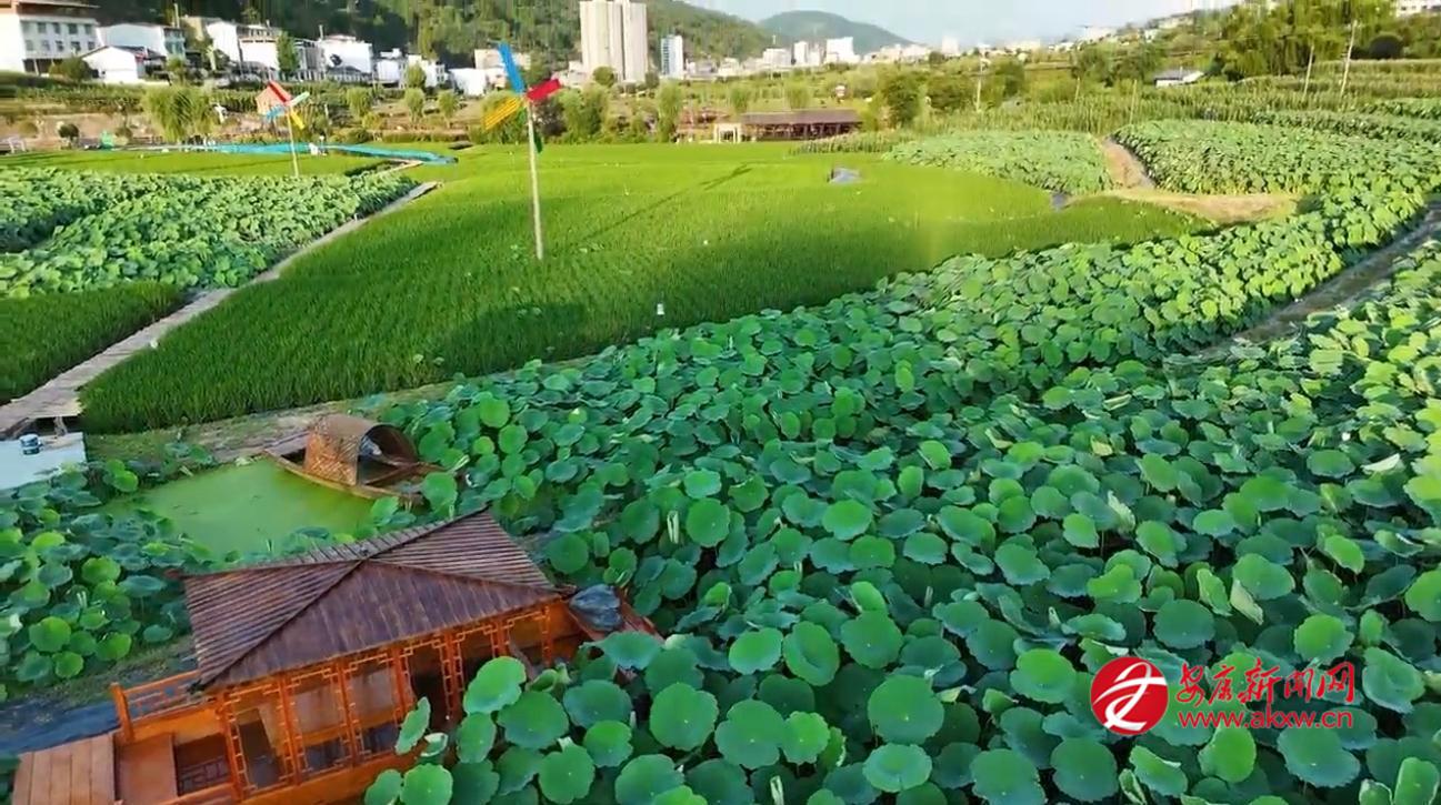 蒿坪镇“荷你藕遇”农旅示范园。
