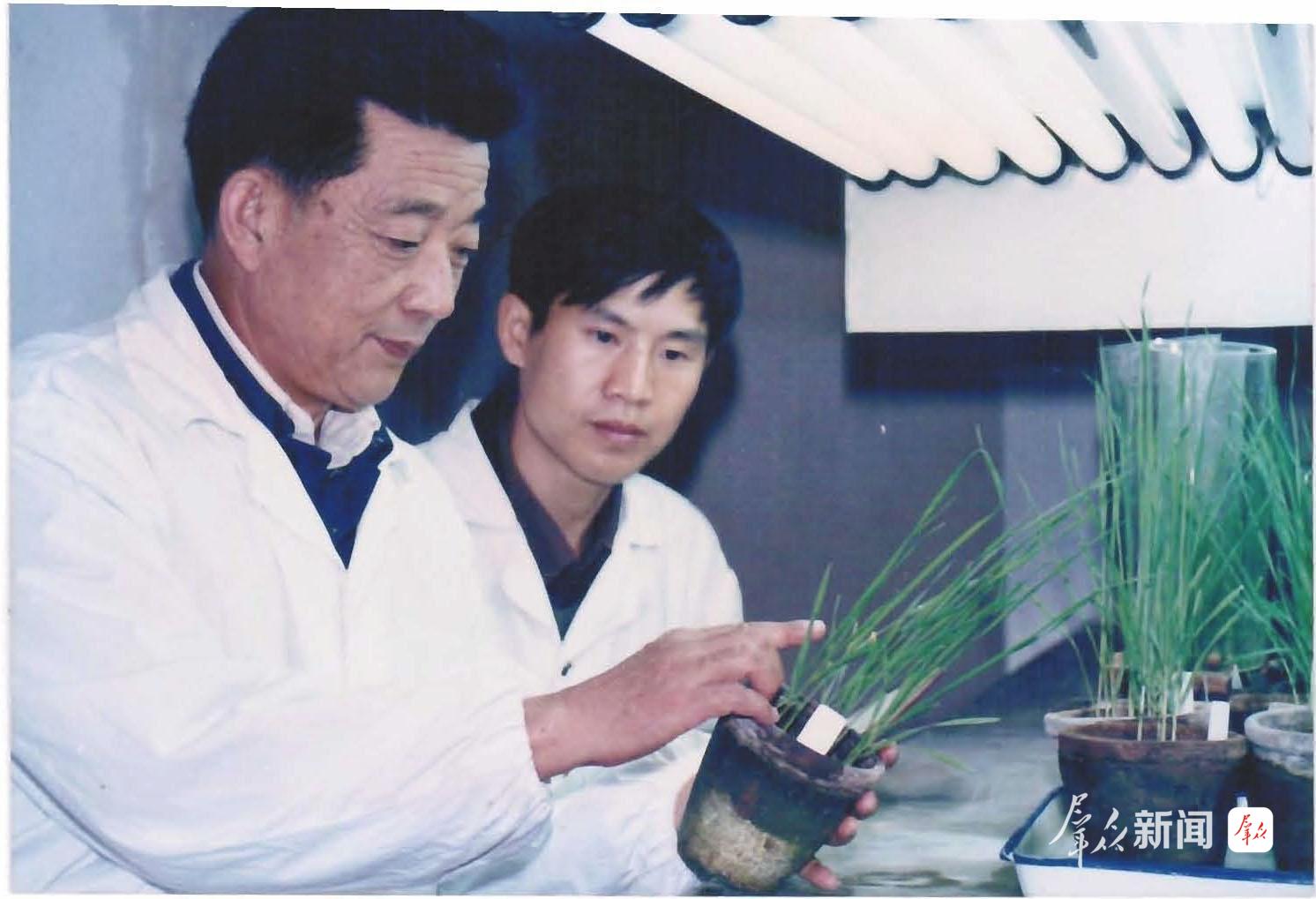 李振岐院士指导康振生观察小麦植株形状及感病情况。