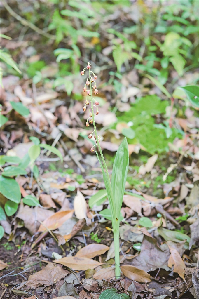 细花虾脊兰