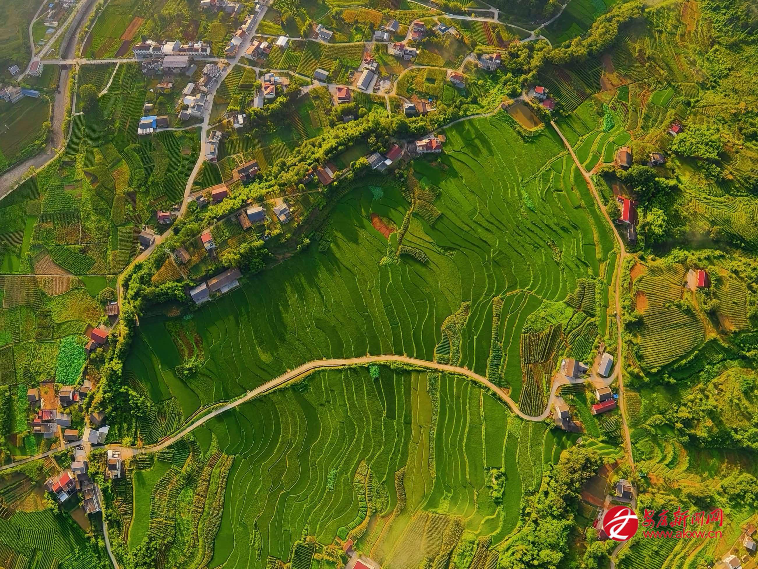 平利县洛河镇安坝村粮油基地航拍图。
