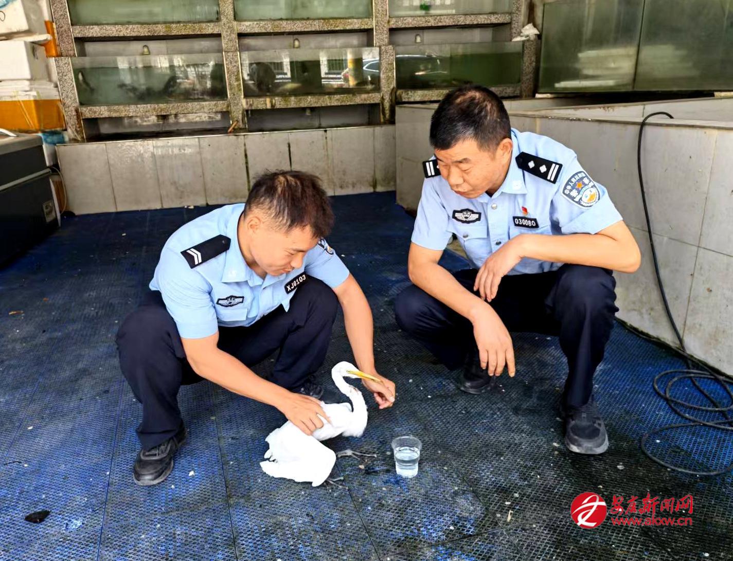 民警给受伤的“牛背鹭”喂食。