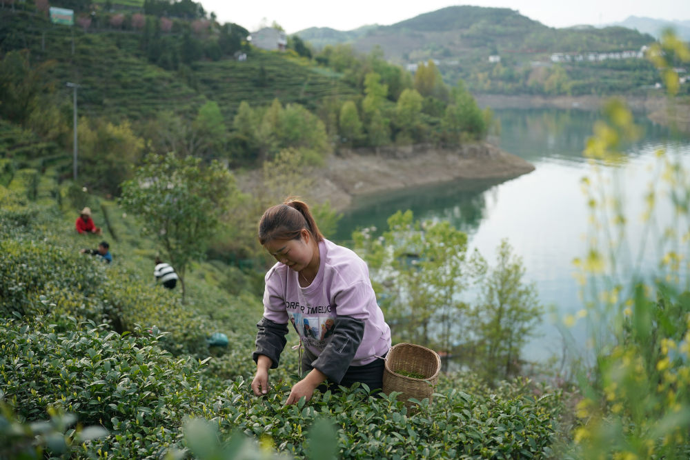 安康市汉滨区流水镇茶农在瀛湖岸边的茶园采茶。新华社记者 邵瑞 摄