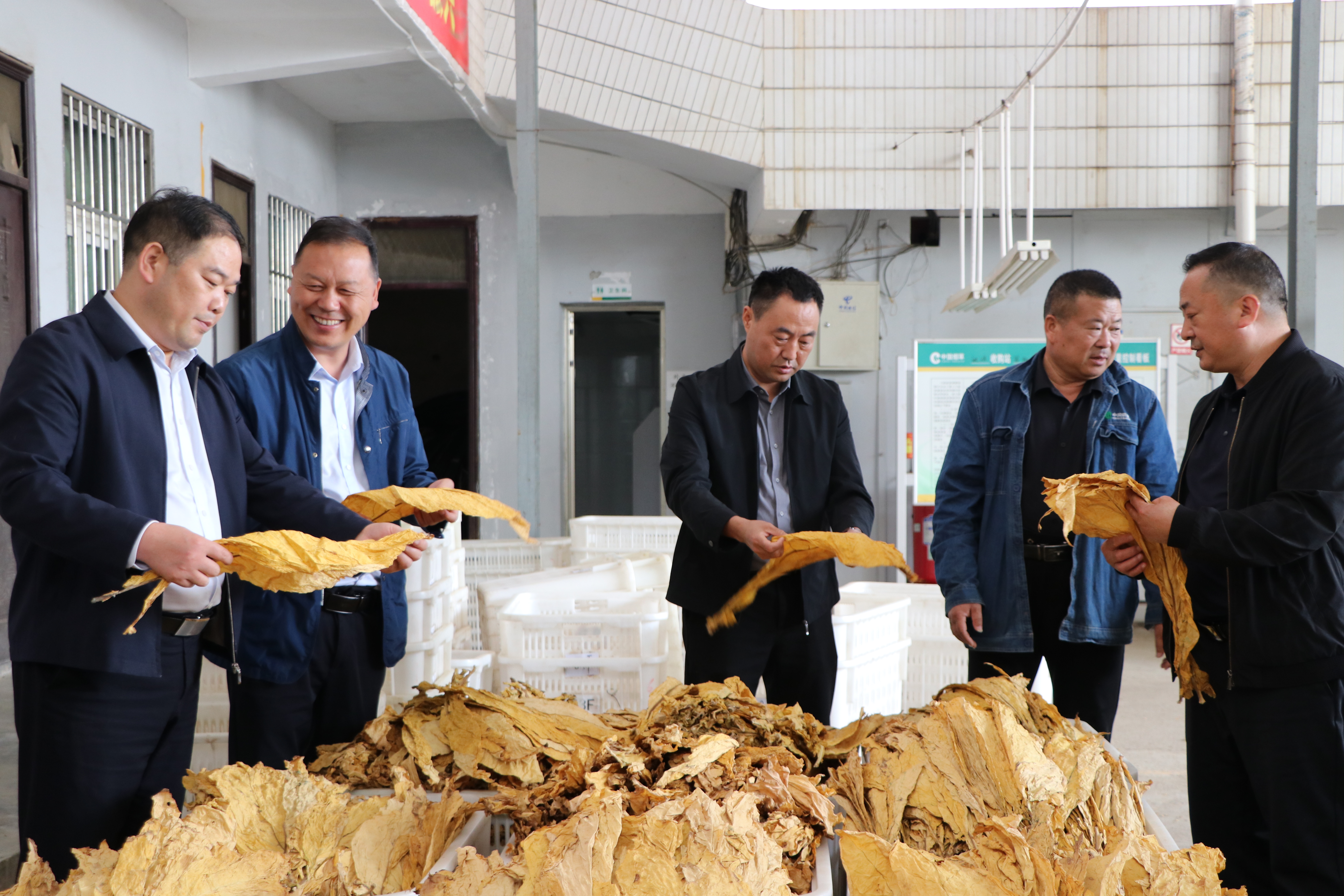 在早阳镇烟叶收购点,镇工作人员查看烟叶品质。 周涛 摄